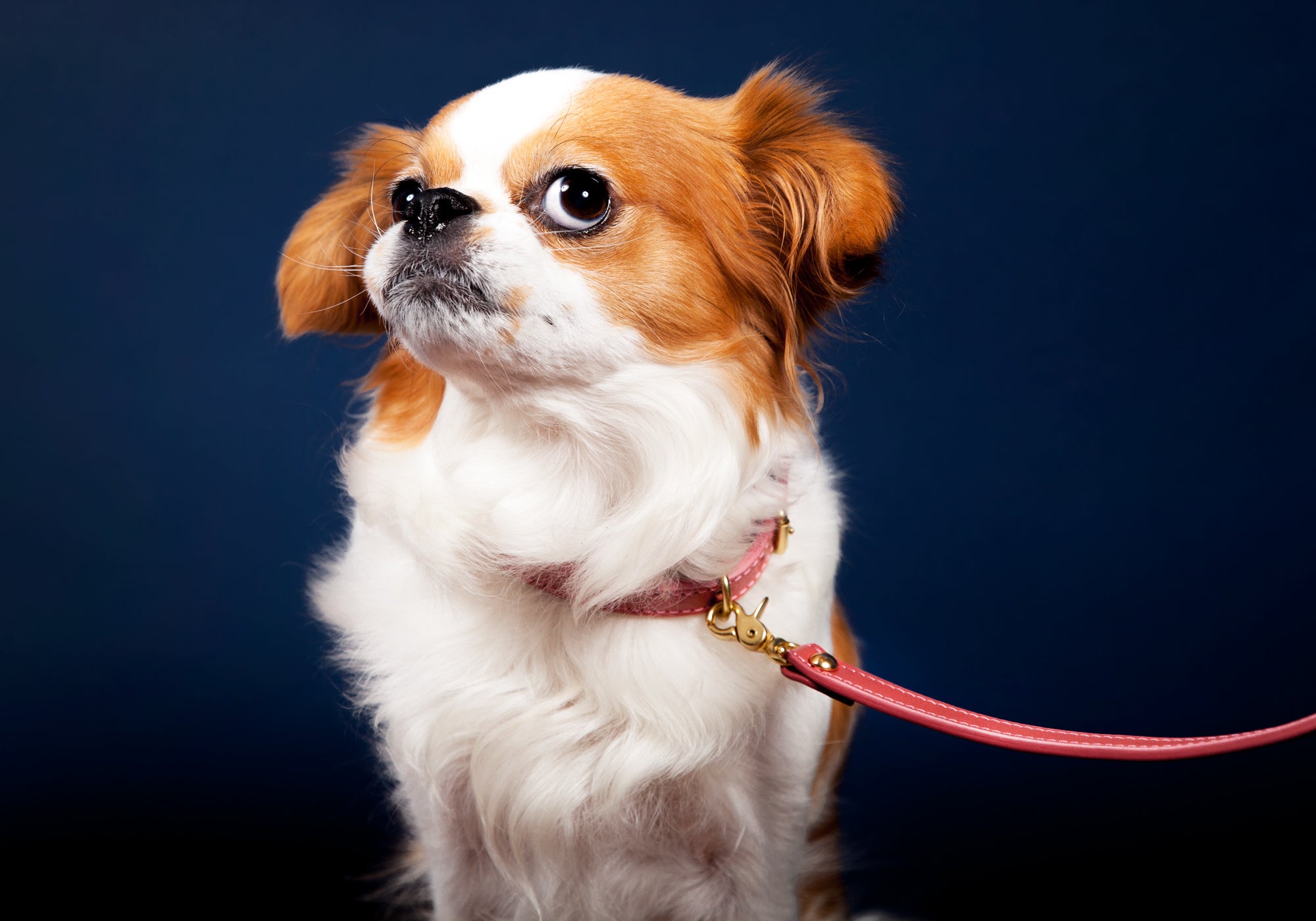 Mini Leather Dog Collar Lifestyle