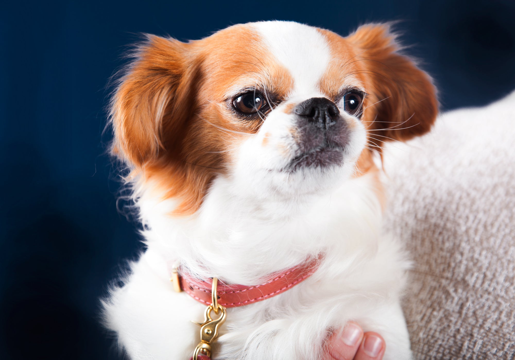 Mini Leather Dog Collar Lifestyle