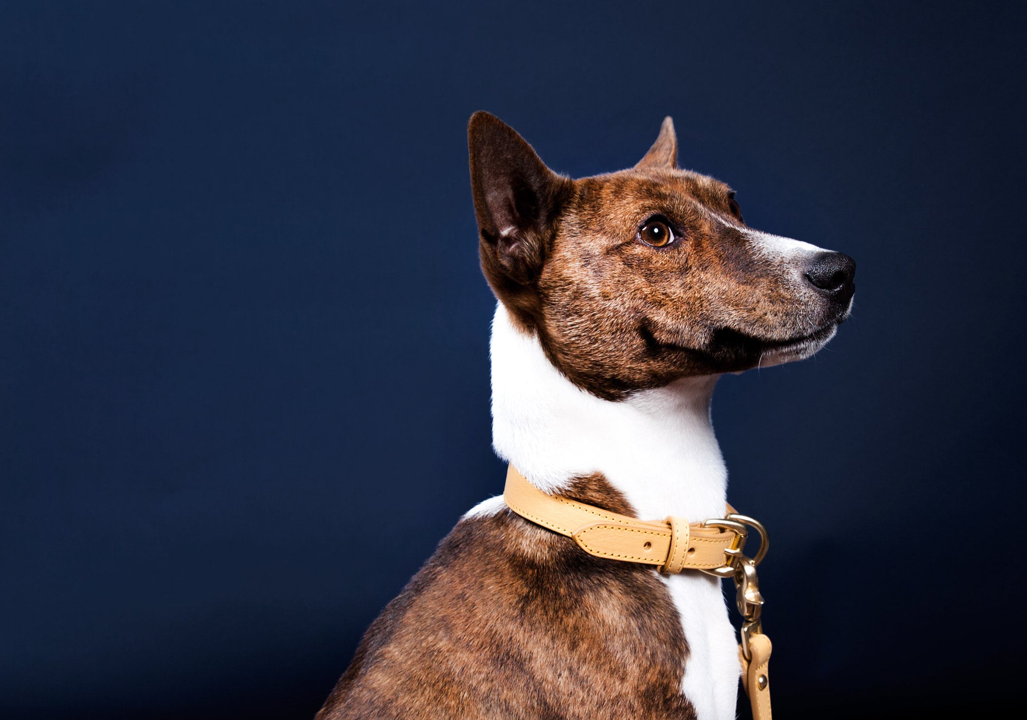 Small Leather Dog Collar Lifestyle