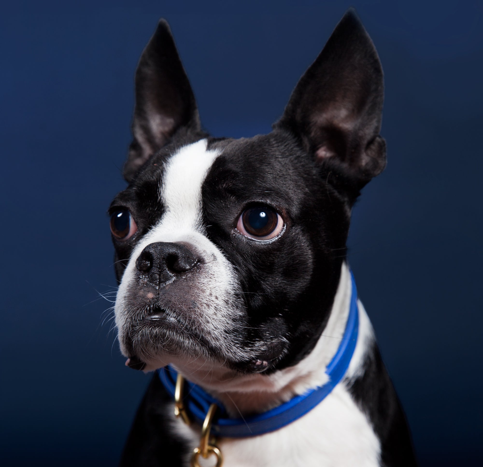 Small Leather Dog Collar Lifestyle